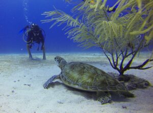 Conquering Your Fear of Diving