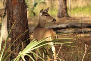 Archery Hunting: Mastery, Tradition, and the Ancient Pulse of Nature