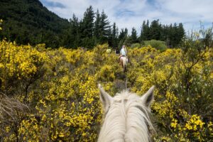 Embark on a Mountain Adventure: Horseback Riding in the Fall