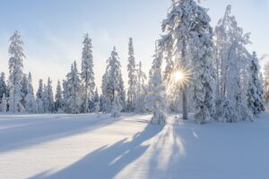 Winter Photography Tips: How to Capture Stunning Landscapes and Wildlife